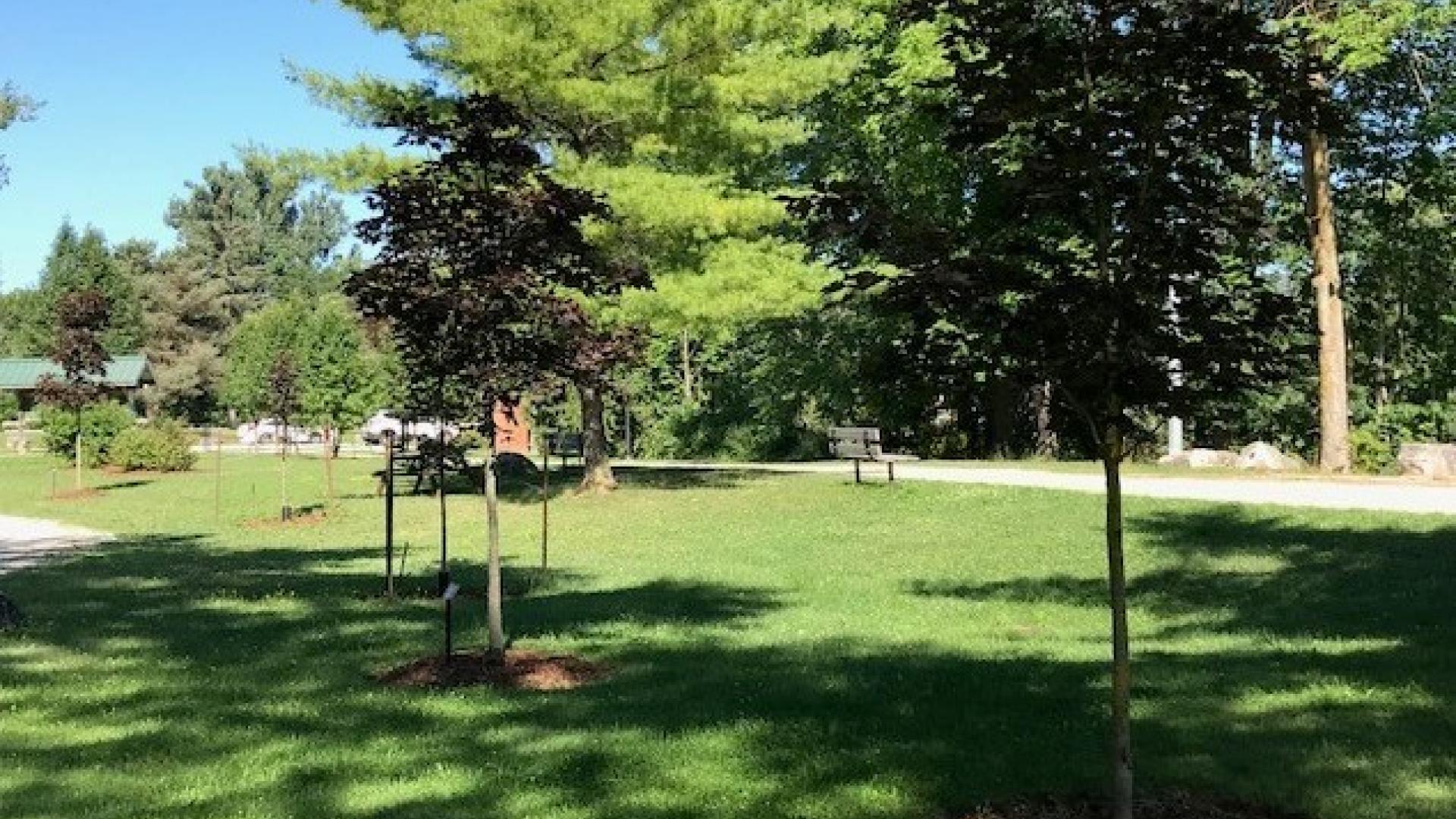 trees beside a trail 